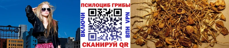 Купить  Ипатово  Псилоцибиновые грибы Psilocybe 